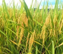 Zʳa(chn)I(y)桿Ї룺ʮ塻Zʳa(chn)I(y)ΰȫcЧĻʯZʳa(chn)I(y)-ʮ(zhn)Ҏ(gu)-(zhn)Ҏ(gu)